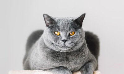 50 Ονόματα για γάτες που θα αναδείξουν την προσωπικότητα και τα χαρακτηριστικά της γάτας σας