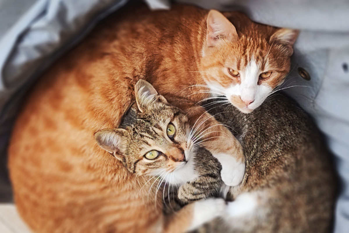 50 Ονόματα για γάτες που θα αναδείξουν την προσωπικότητα και τα χαρακτηριστικά της γάτας σας 50 Ονόματα για γάτες που θα αναδείξουν την προσωπικότητα και τα χαρακτηριστικά της γάτας σας