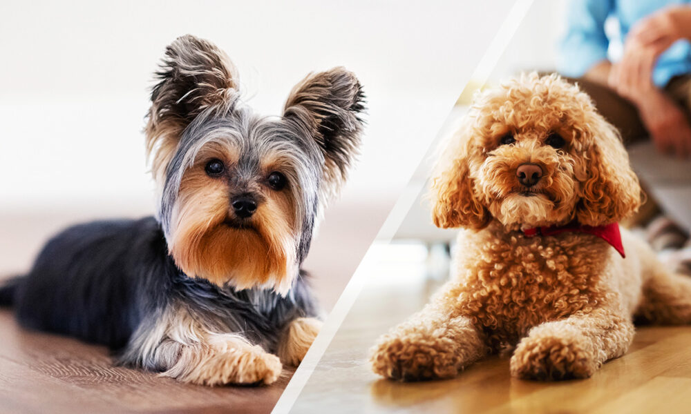 Μικρόσωμα σκυλιά που αγαπούν το παιχνίδι και τα χάδια