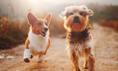 Οι 10 δημοφιλέστερες ράτσες σκύλων για άφθονη αγάπη, χαρά και συντροφιά