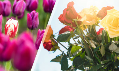 Τα Πιο Δημοφιλή Λουλούδια Και Τι Συμβολίζουν