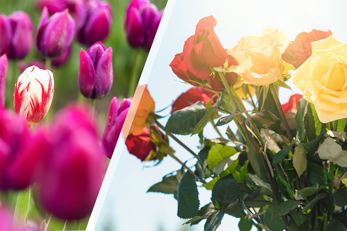 Τα Πιο Δημοφιλή Λουλούδια Και Τι Συμβολίζουν